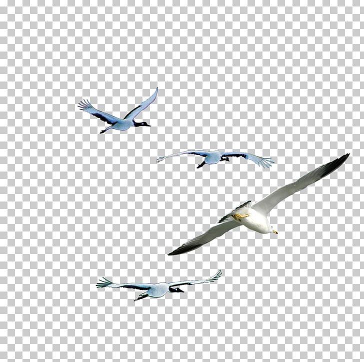 Animal Flight Bird Wing PNG, Clipart, Angle, Animal, Animal Flight, Animals, Beak Free PNG Download