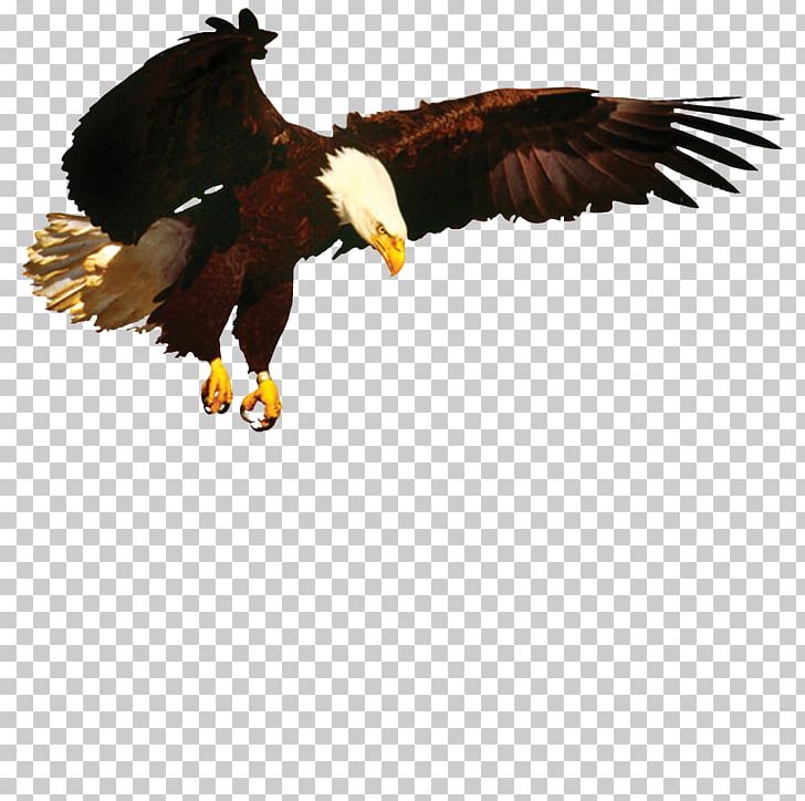 Bald Eagle How To Be Ultra Spiritual: 12 1/2 Steps To Spiritual Superiority Vulture Beak PNG, Clipart, Accipitriformes, Animals, Bald Eagle, Beak, Bird Free PNG Download