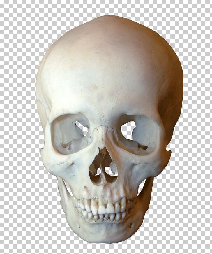 Human Skull Symbolism Human Skeleton Jaw PNG, Clipart, Bone, Fantasy, Head, Human Skeleton, Human Skull Symbolism Free PNG Download