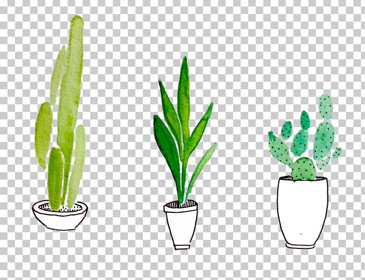Plant Drawing Watercolor Painting Cactaceae PNG, Clipart, Art, Botanical Illustration, Cactaceae, Cactus, Color Free PNG Download