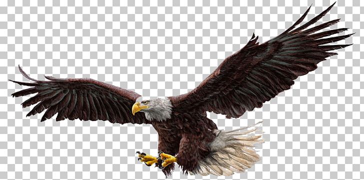 Bald Eagle Drawing Illustration PNG, Clipart, Accipitriformes, Animal, Animals, Bird, Cartoon Animals Free PNG Download