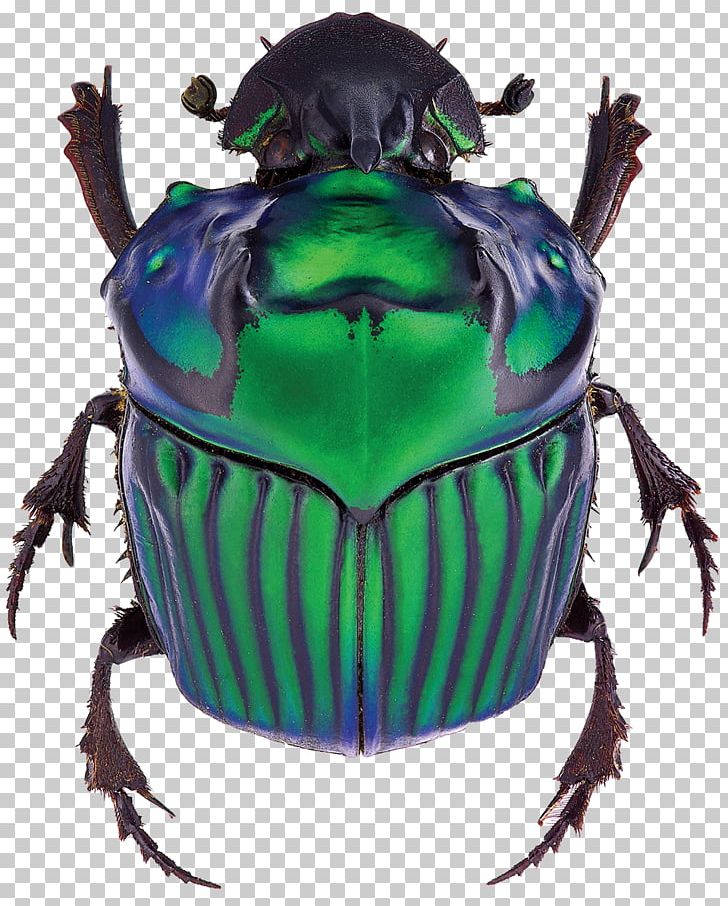 Dung Beetle Scarabs Dynastes Grantii Oxysternon PNG, Clipart, Animals, Arthropod, Beetle, Color, Dung Free PNG Download