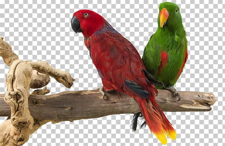 Parrot Budgerigar Lovebird Parakeet PNG, Clipart, Animal, Animals, Beak, Bird, Budgerigar Free PNG Download