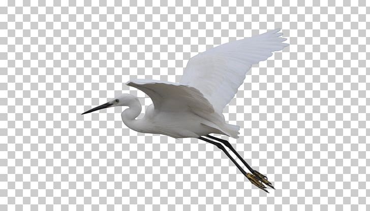 Seabird Crane Wader Beak PNG, Clipart, Animal, Beak, Bird, Charadriiformes, Crane Free PNG Download