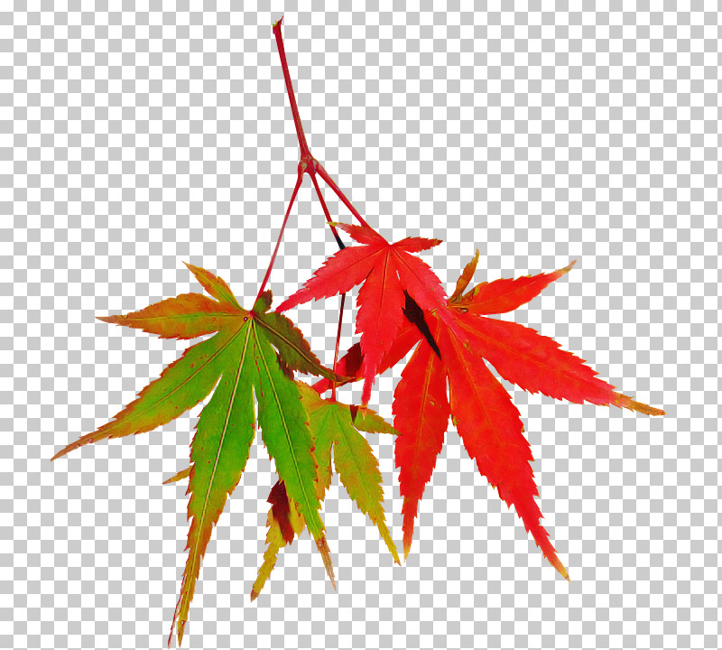 Maple Leaf PNG, Clipart, Black Maple, Flower, Leaf, Maple, Maple Leaf Free PNG Download