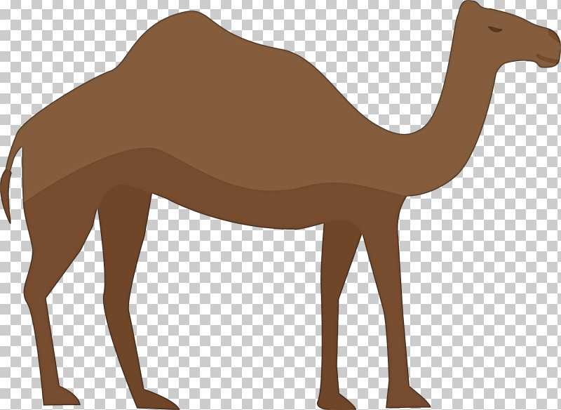 Arabic Culture PNG, Clipart, Arabian Horse, Arabic Culture, Bactrian Camel, Camelids, Camels Free PNG Download