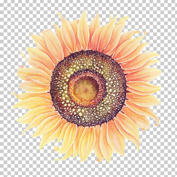 Common Sunflower Watercolor Painting PNG, Clipart, Color, Daisy Family, Discshaped, Flower, Flowering Plant Free PNG Download
