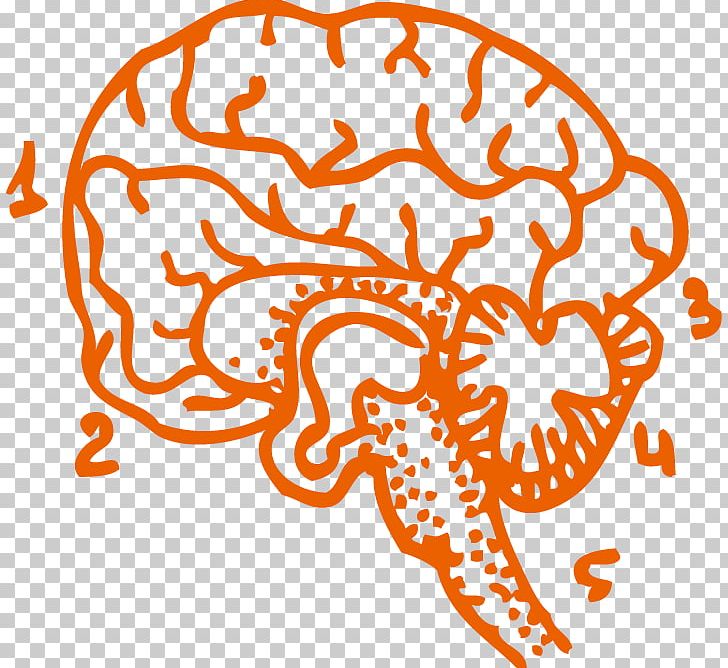 Human Brain Cerebrum PNG, Clipart, Area, Artworks, Brain, Brain Vector, Cerebrum Free PNG Download