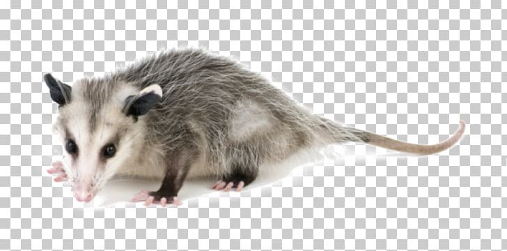 Pest Control Exterminator Nuisance Wildlife Management Opossum PNG, Clipart, Animals, Bee Removal, Common Opossum, Disinfectants, Dormouse Free PNG Download