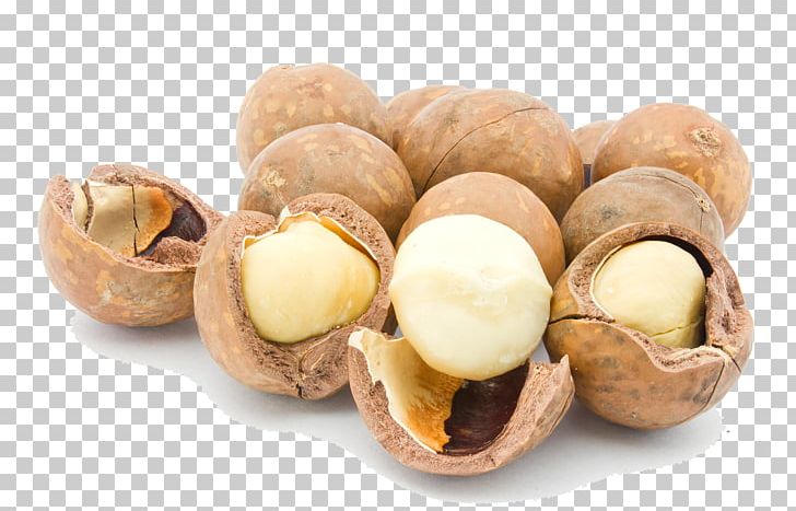 Raw Foodism Macadamia Oil Nut Seed PNG, Clipart, Cashew, Food, Fruit, Hazelnut, Ingredient Free PNG Download