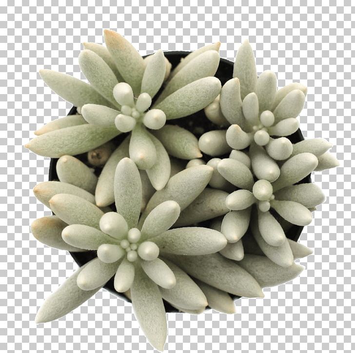 Woolly Senecio String-of-pearls Succulent Plant Soil PNG, Clipart, Anacampseros, Cactaceae, Cut Flowers, Echeveria, Echeveria Setosa Free PNG Download