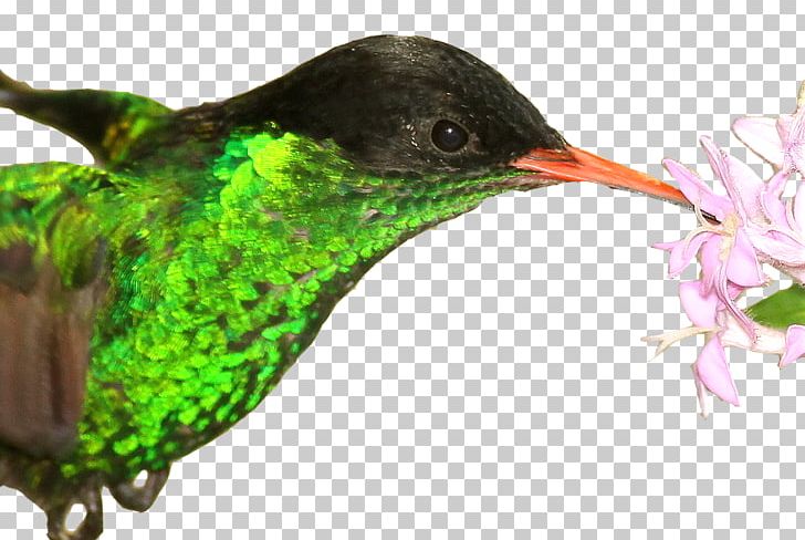 Hummingbird Jamaica Red-billed Streamertail National Symbol PNG, Clipart, Animals, Beak, Bird, Fauna, Flag Of Jamaica Free PNG Download