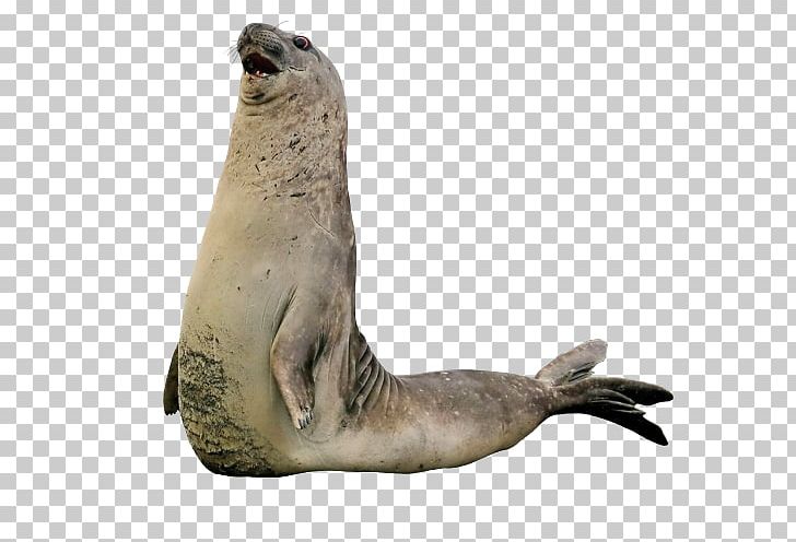 Sea Lion Walrus Harbor Seal Earless Seal Rhinoceros PNG, Clipart, Animal, Animals, Bear, Brown Bear, Earless Seal Free PNG Download