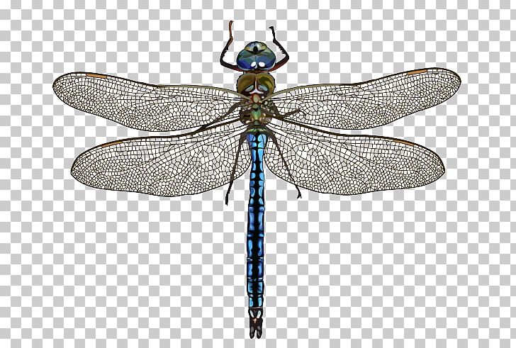 Dragonfly Hungarian Natural History Museum Emperor Az év Rovara Insect PNG, Clipart, 2018, Anax, Animal, Arthropod, Ash Free PNG Download