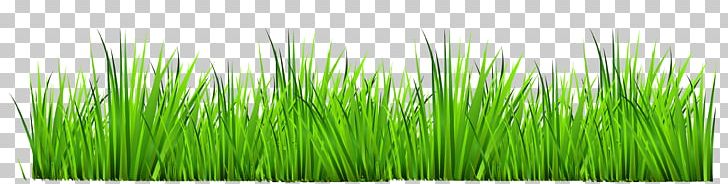 Drawing Photography PNG, Clipart, Border, Can Stock Photo, Chrysopogon Zizanioides, Clip Art, Cliparts Grass Border Free PNG Download