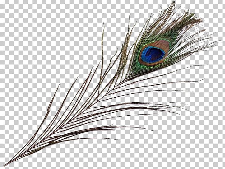 Feather Pavo Asiatic Peafowl Bird Beak PNG, Clipart, Allegro, Animals, Asiatic Peafowl, Auction, Beak Free PNG Download