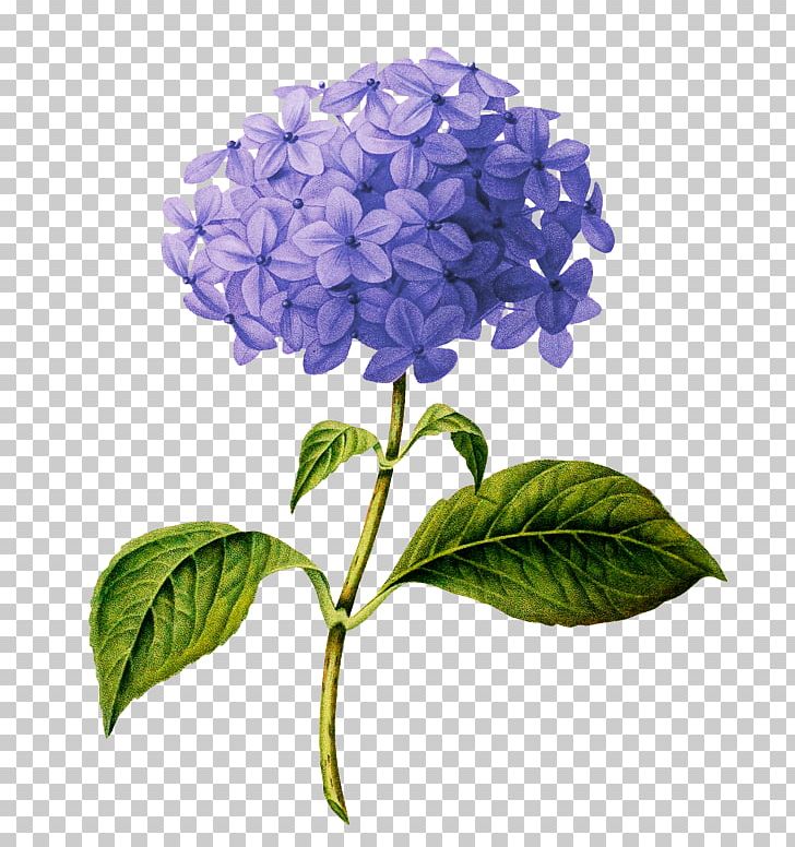 French Hydrangea Botanical Illustration Botany Pink Flowers PNG, Clipart, Blue, Cornales, Cut Flowers, Digital Image, Drawing Free PNG Download