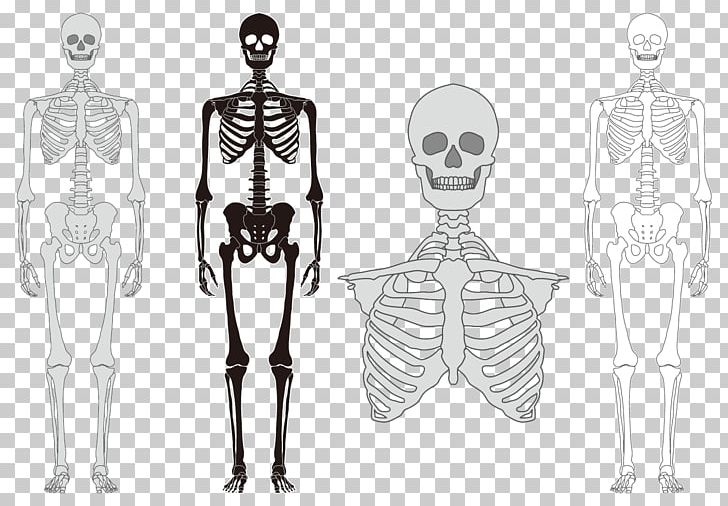 Human Skeleton Bone Vertebral Column PNG, Clipart, Black And White, Body Parts, Body Vector, Bone, Celebrities Free PNG Download