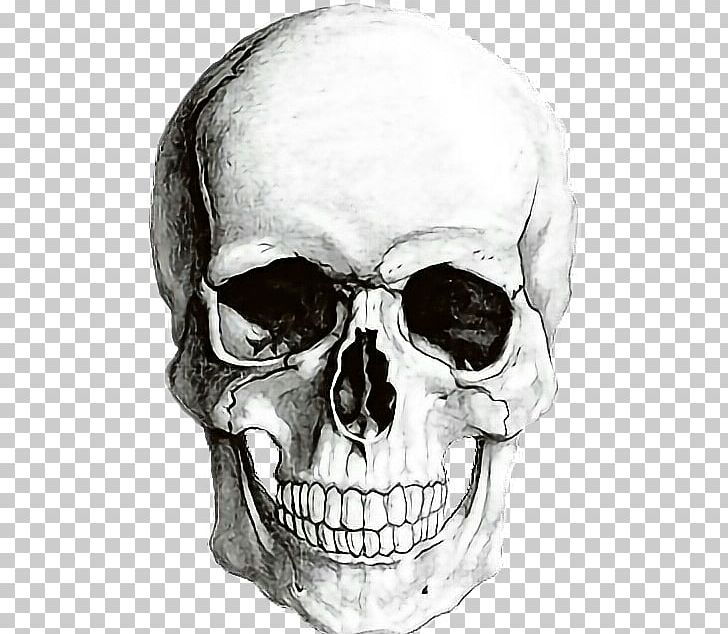 human skull drawing