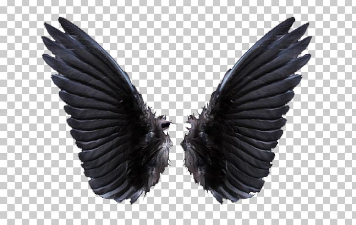 Stock Photography Wing Illustration PNG, Clipart, Apply, Beak, Deviantart, Fan Art, Feather Free PNG Download