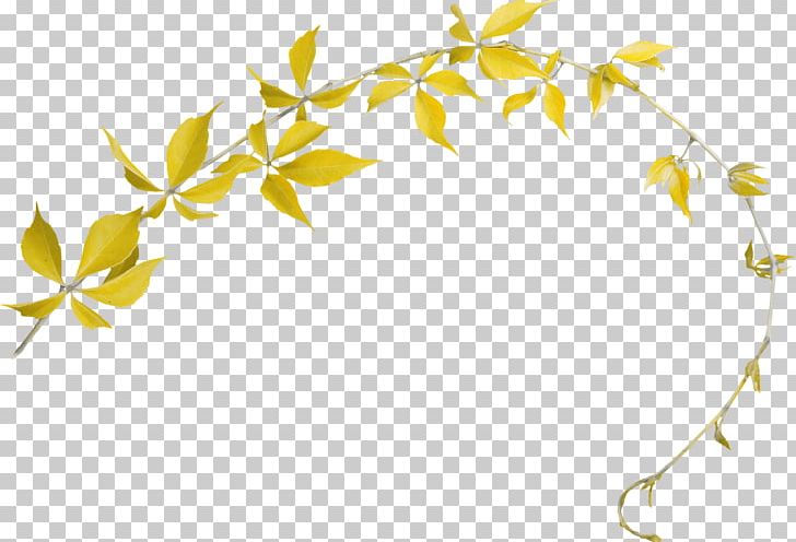 Border Flowers Photography PNG, Clipart, Albom, Border Flowers, Border Frames, Branch, Computer Icons Free PNG Download