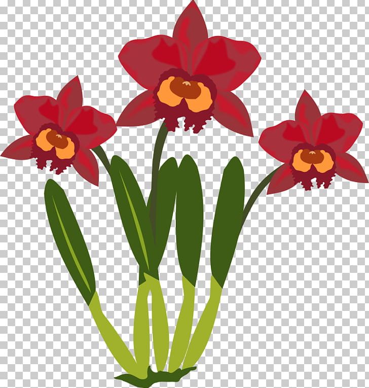 Cattleya Orchids PNG, Clipart, Amaryllis Family, Botany, Cattleya Orchids, Computer Icons, Cut Flowers Free PNG Download