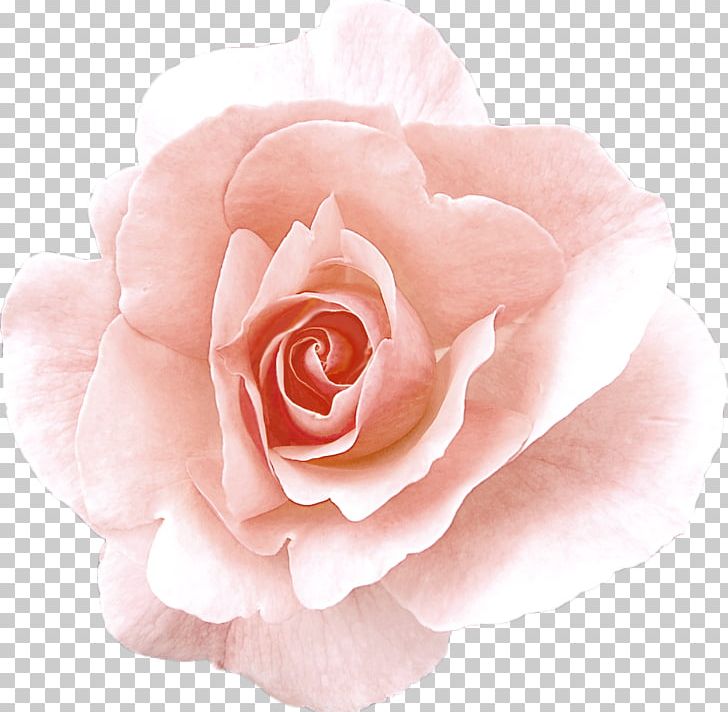 Damask Rose Garden Roses Flower Rose Oil PNG, Clipart, Closeup, Cut Flowers, Essential Oil, Flo, Floribunda Free PNG Download