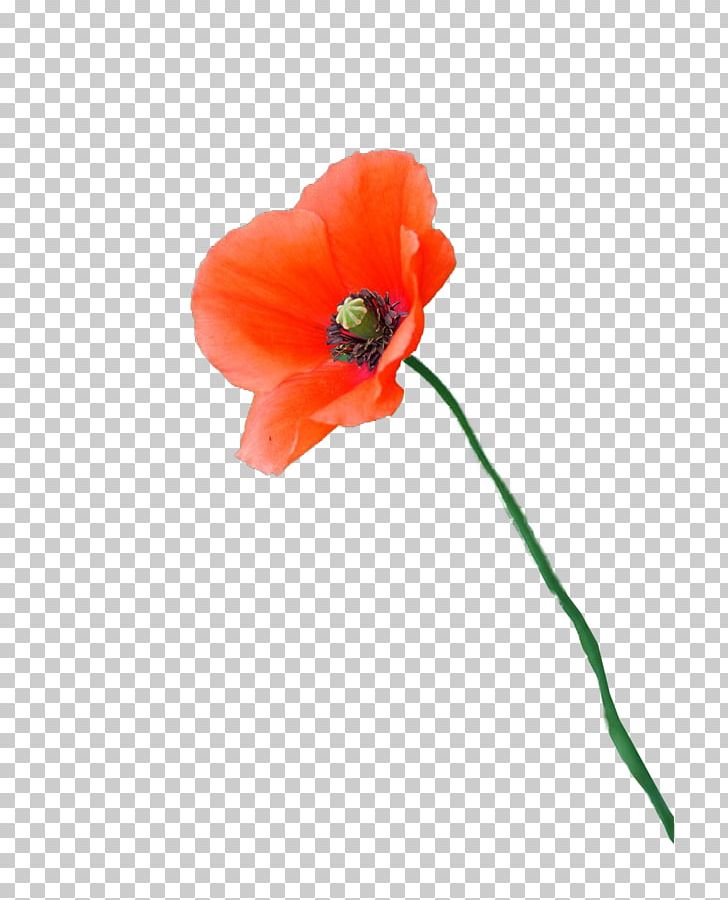 Flowering Plant Petal Plant Stem PNG, Clipart, Coquelicot, Flower, Flowering Plant, Nature, Orange Free PNG Download