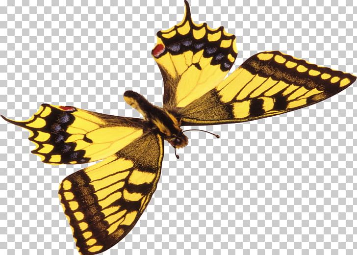 Monarch Butterfly Insect Moth PNG, Clipart, Animal, Art, Arthropod, Brush Footed Butterfly, Butterflies And Moths Free PNG Download
