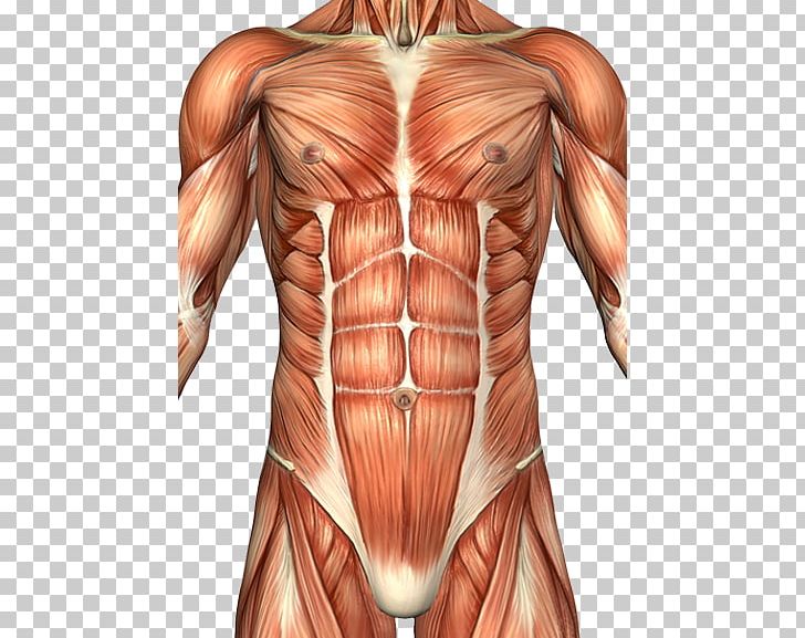 Rectus Abdominis Muscle Abdomen Anatomy Human Body Abdominal Wall PNG, Clipart, Abdominal External Oblique Muscle, Arm, Bodybuilder, Human, Human Anatomy Free PNG Download