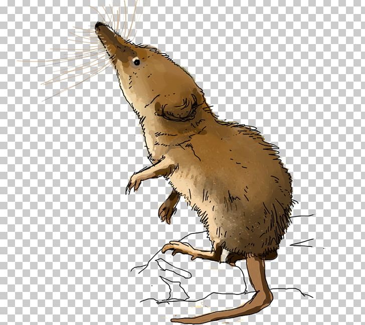 Shrew Fauna Gatchina Flora Rodent PNG, Clipart, Animals, Beak, Beaver, Bird, Carnivoran Free PNG Download