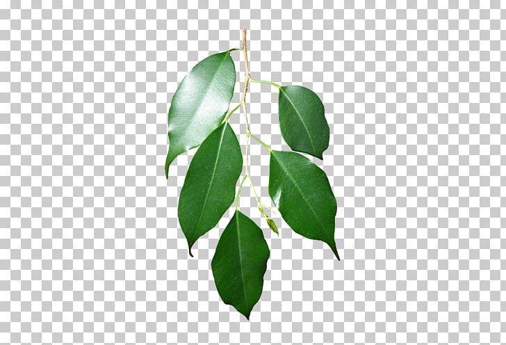 Branch Leaf Swamp Spanish Oak Plant Stem PNG, Clipart, Branch, English Oak, Fruit, Green, Leaf Free PNG Download