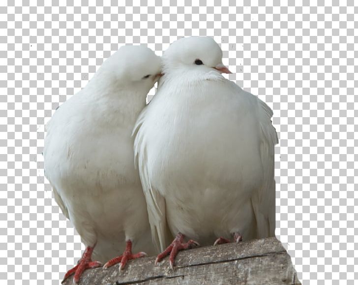 Columbidae Domestic Pigeon Bird Doves As Symbols Fancy Pigeon PNG, Clipart, Animals, Beak, Bird, Breed, Colombe Free PNG Download