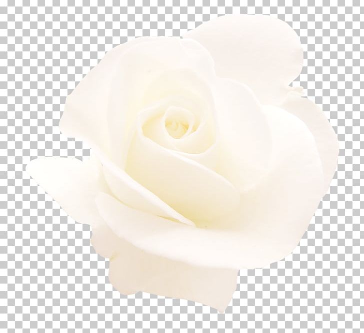 Garden Roses Gardenia Cut Flowers Petal PNG, Clipart, Cut Flowers, Flower, Flowering Plant, Flowers, Garden Free PNG Download