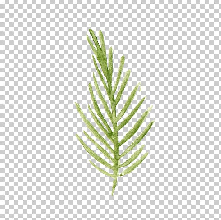 Leaf Watercolor Painting PNG, Clipart, Adobe Illustrator, Background Green, Dawn Redwood, Download, Encapsulated Postscript Free PNG Download