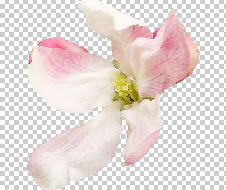 Petal Cut Flowers Mallows Pink M PNG, Clipart, Blossom, Cut Flowers, Family, Flower, Flowering Plant Free PNG Download