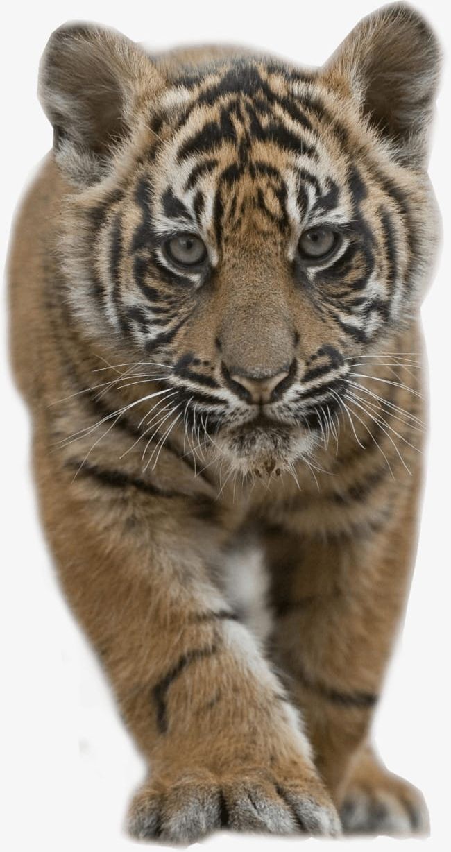 Tiger Cub PNG, Clipart, Animal, Animal World, Beast, Biology, Cub Free PNG Download