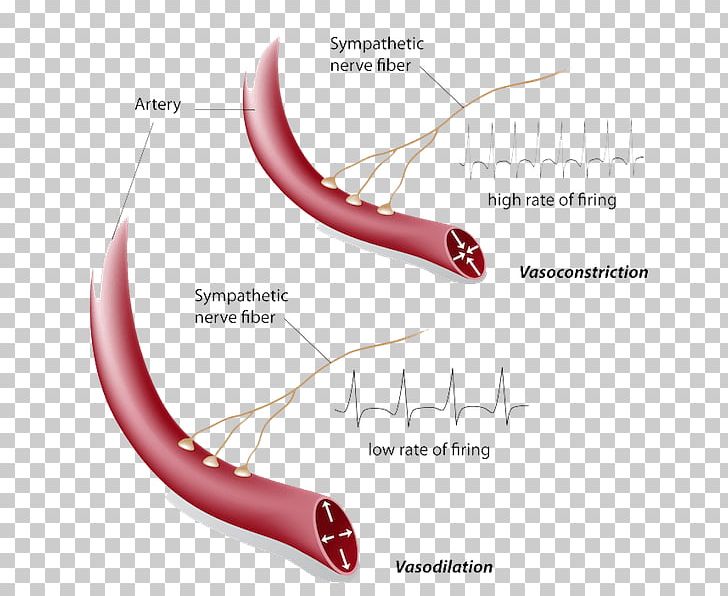 Vasoconstriction Vasodilation Hot Flash Blood Vessel Symptom PNG, Clipart, Blood, Blood Vessel, Blue Balls, Cause, Constriction Free PNG Download