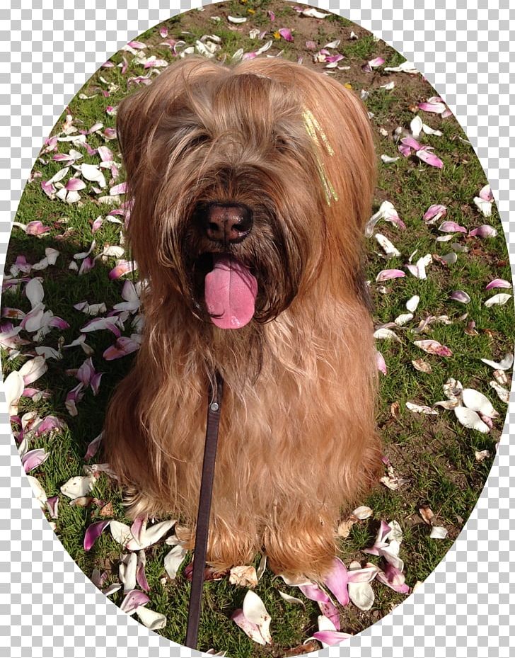 Glen Soft-coated Wheaten Terrier Tibetan Terrier Dutch Smoushond Cairn Terrier PNG, Clipart, Bread Pan, Breed, Carnivoran, Companion Dog, Dog Breed Free PNG Download