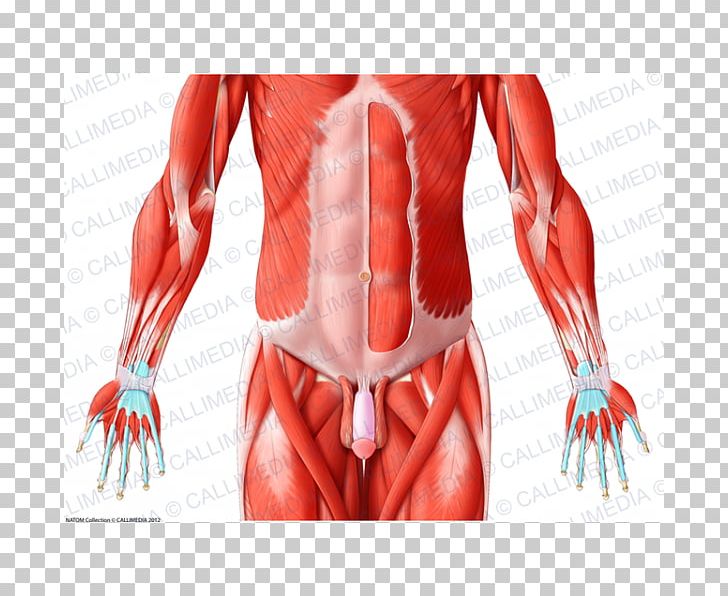 Pelvis Muscles Of The Hip Abdomen Human Body PNG, Clipart, Abdomen, Abdominal Wall, Anatomy, Arm, Back Free PNG Download