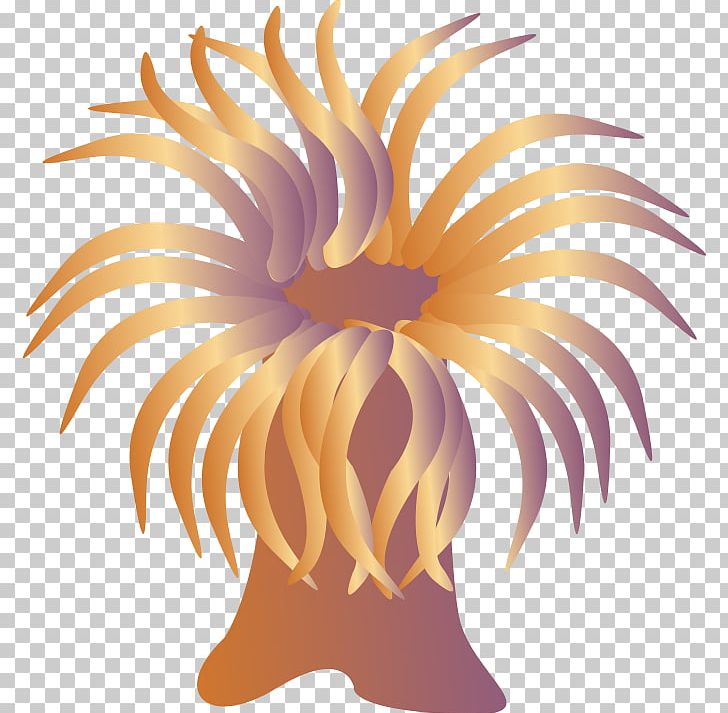 Sea Anemone Cartoon PNG, Clipart, Anemone, Anemone Canadensis, Cartoon, Clownfish, Drawing Free PNG Download