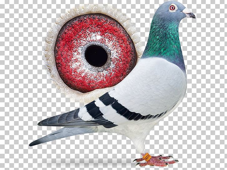 Columbidae Racing Homer Homing Pigeon Pigeon Racing Pigeon Keeping PNG, Clipart, Android, Animal, Beak, Bird, Breed Free PNG Download