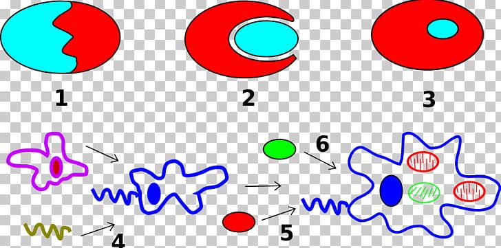 Endosimbiosis Seriada Endosimbiose Cèl·lula Eucariota Eukaryote Theory PNG, Clipart, Abiogenesis, Area, Biology, Cel, Cell Free PNG Download