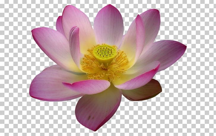 Nelumbo Nucifera Flower PNG, Clipart,  Free PNG Download