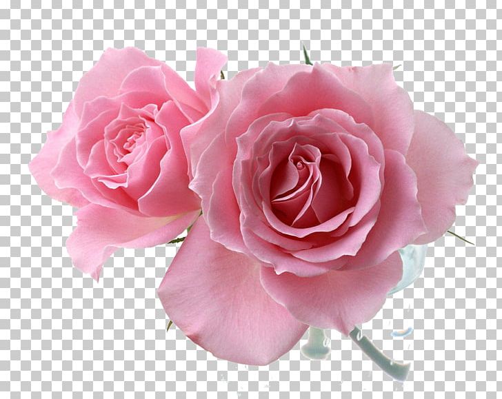 Pink Drawing Flower Rosa 'Eden' PNG, Clipart, Animation, Bright, China Rose, Color, Cut Flowers Free PNG Download