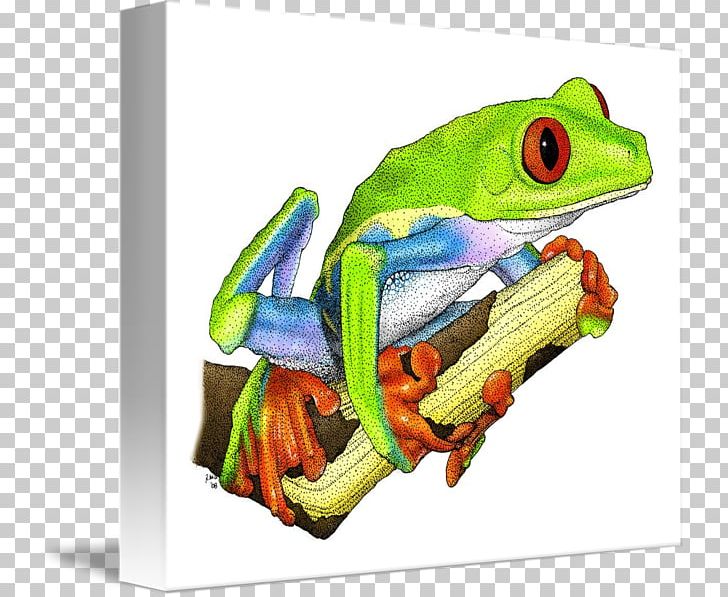 Red Eyed Tree Frog Drawing Australian Green Tree Frog Png Clipart Agalychnis American Green 