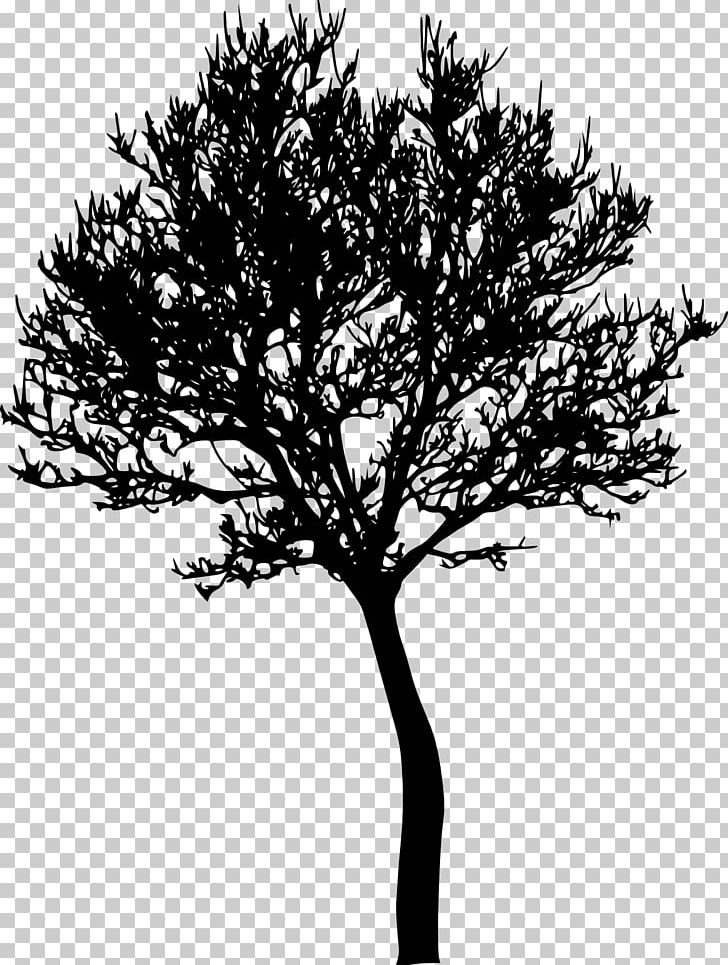 Tree Photography Silhouette PNG, Clipart, Black And White, Branch, Drawing, Leaf, Monochrome Free PNG Download