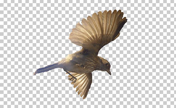 Bird Photograph PhotoScape Dance PNG, Clipart, Beak, Bird, Bird Of Prey, Buzzard, Color Free PNG Download