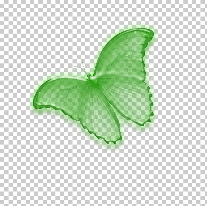 Butterfly Insect PhotoScape Editing Pollinator PNG, Clipart, Butterflies And Moths, Butterfly, Editing, Green, Image Editing Free PNG Download