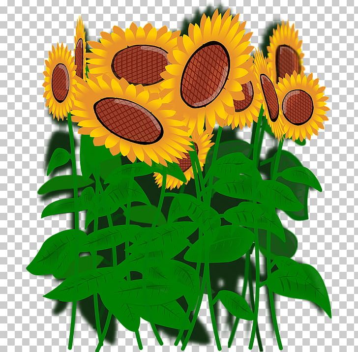 Common Sunflower PNG, Clipart, Common Sunflower, Daisy Family, Digital Image, Flower, Flowering Plant Free PNG Download